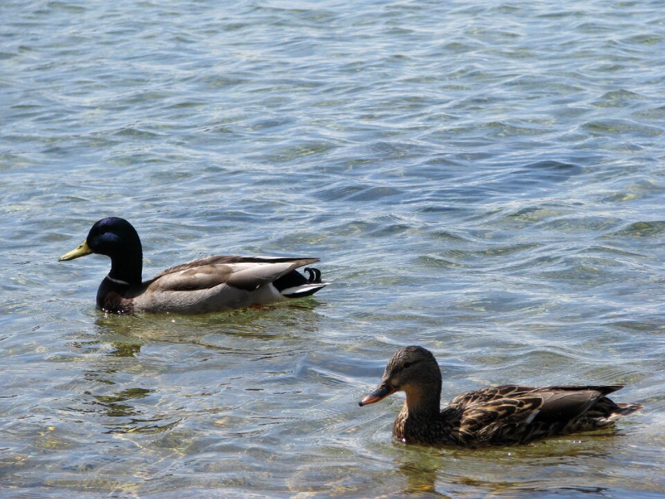 Lake water bird