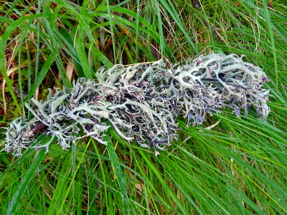 Lichen 