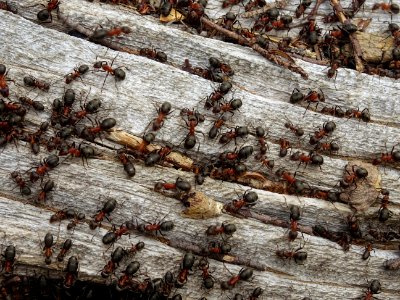 Fourmilière sur un vieux tronc 