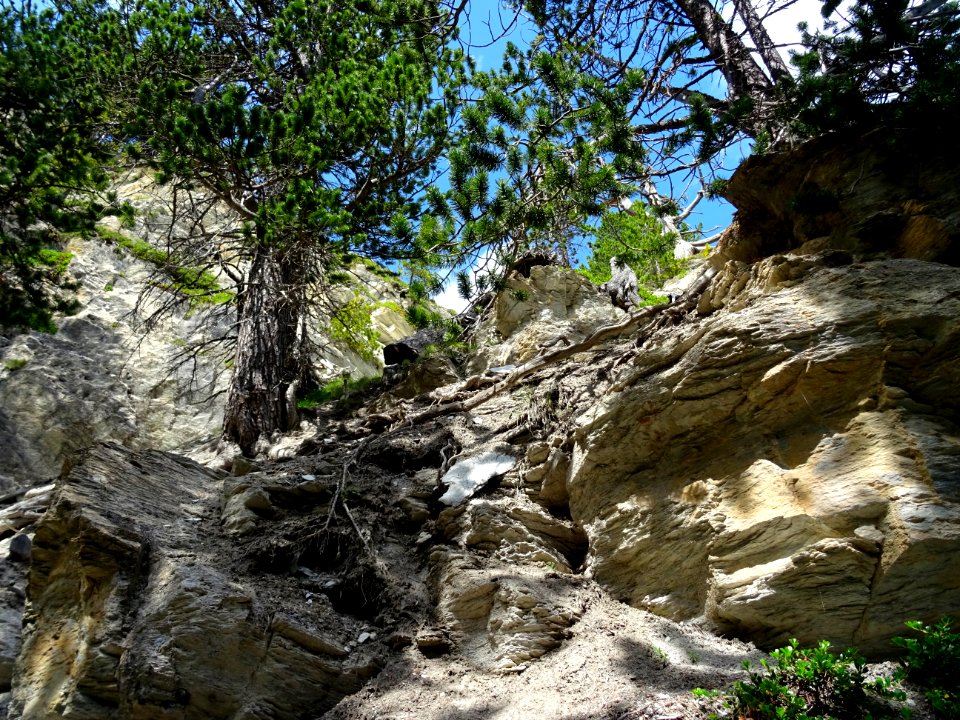 Pin de montagne, Pinus mugo, Pinacées, dans la montée vers… 