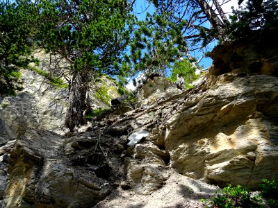 Pin de montagne, Pinus mugo, Pinacées, dans la montée vers… 