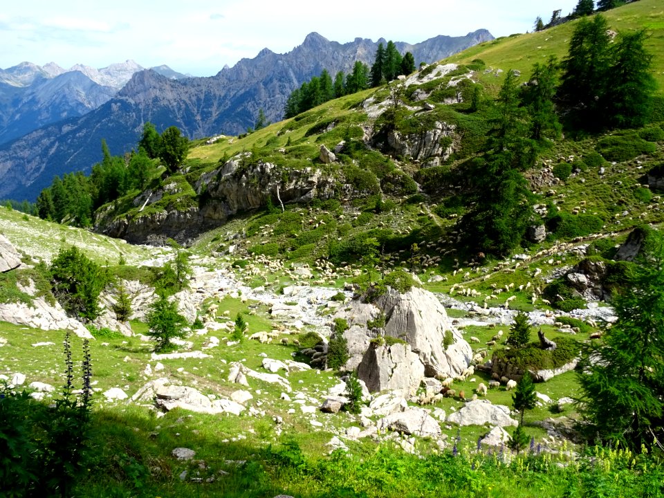 Des moutons éparpillés dans le bas du Vallon des Pelouses,… 