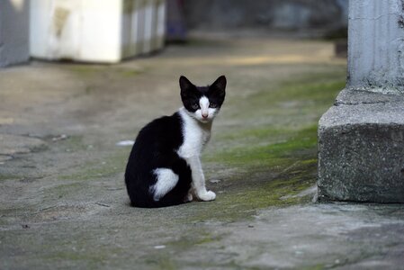 Meeting the black cat street cat photo