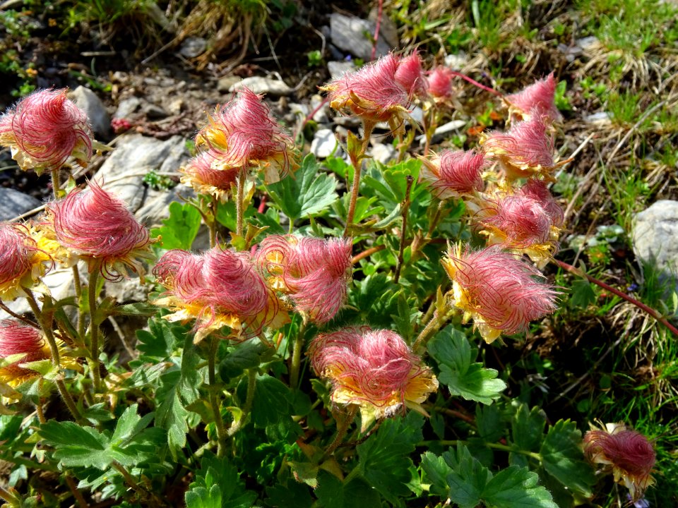 Benoîte rampante, Geum reptans, Rosacées 