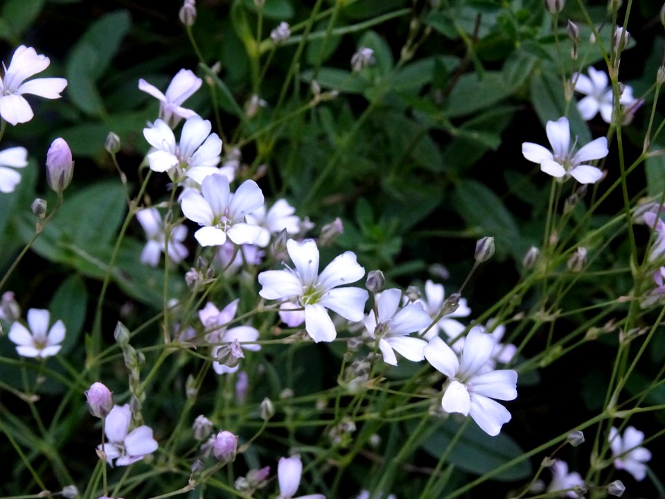 Gypsophile rampante, Gypsophila repens, Caryophyllacées 