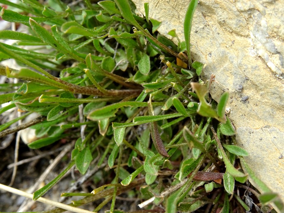 Vélar jaunâtre, Erysimum ochroleucum, Brassicacées 