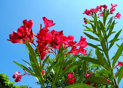 Shrub burgundy mediterranean photo