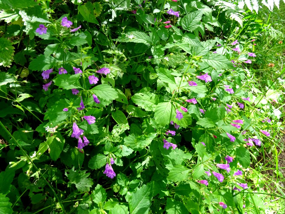 Calament à grandes fleurs, Clinopodium grandiflorum, Lamia… 