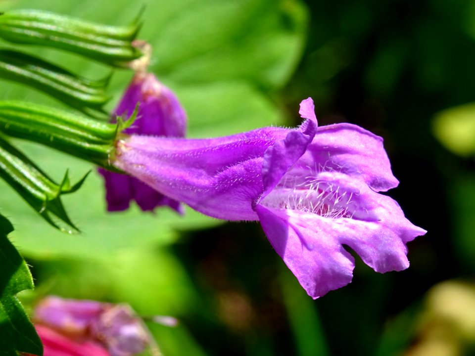 Calament à grandes fleurs, Clinopodium grandiflorum, Lamia… 