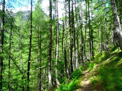 Dans la descente, sur le sentier entre l'ancienne cabane T… 