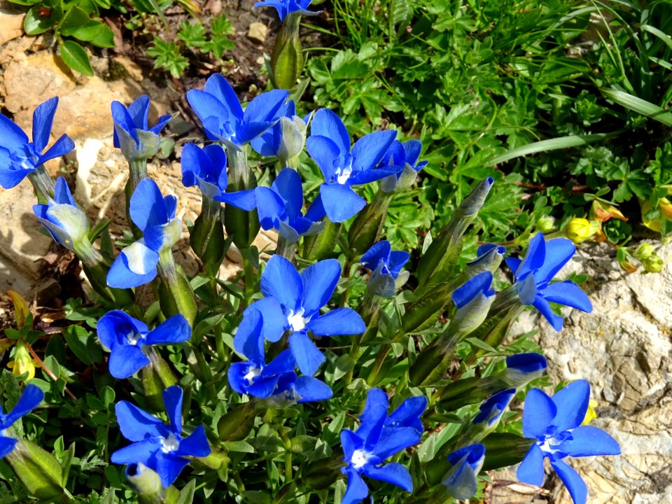 Gentiane à feuilles courtes, Gentiana sierrae, Gentianacée… 
