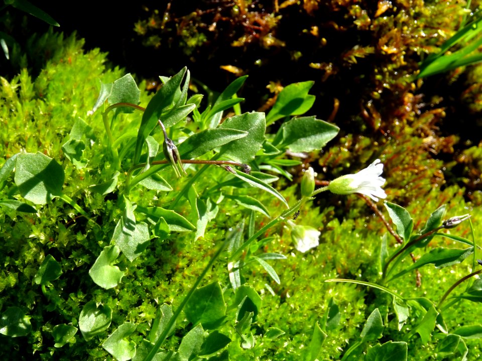 Céraiste alpin, Cerastium alpinum, Caryophyllacées 