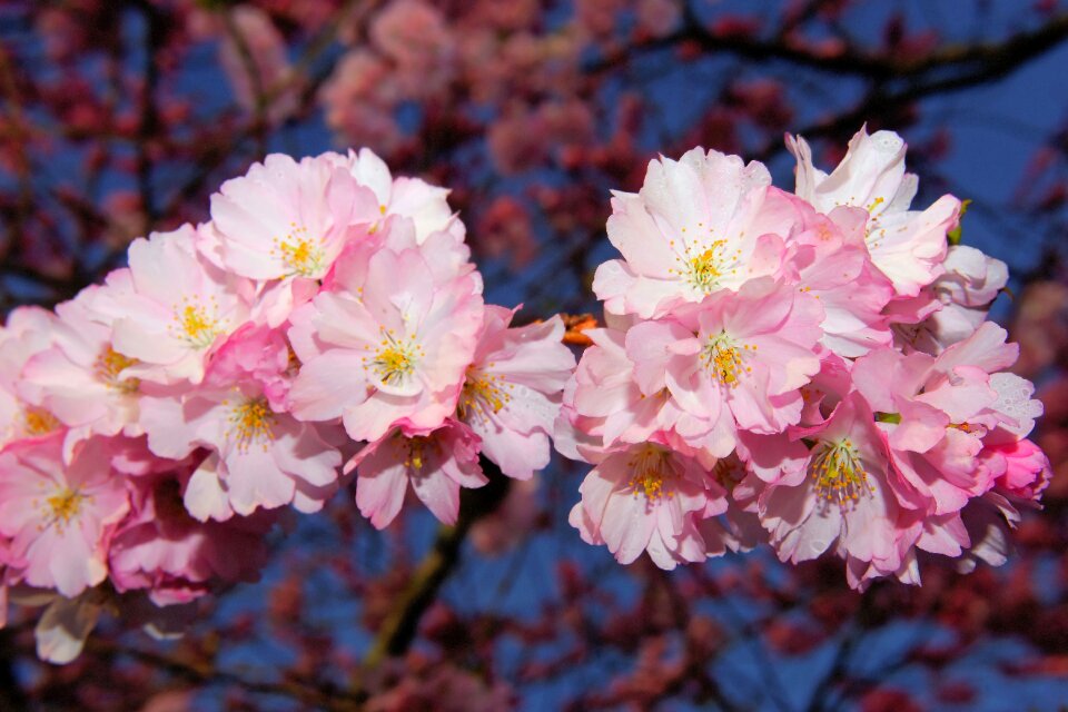 Blossom bloom japanese flowering cherry