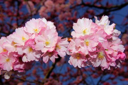 Blossom bloom japanese flowering cherry photo