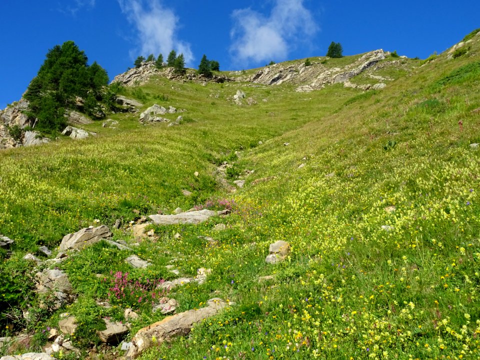 Il faut remonter la prairie dans ce petit thalweg, sur la … 