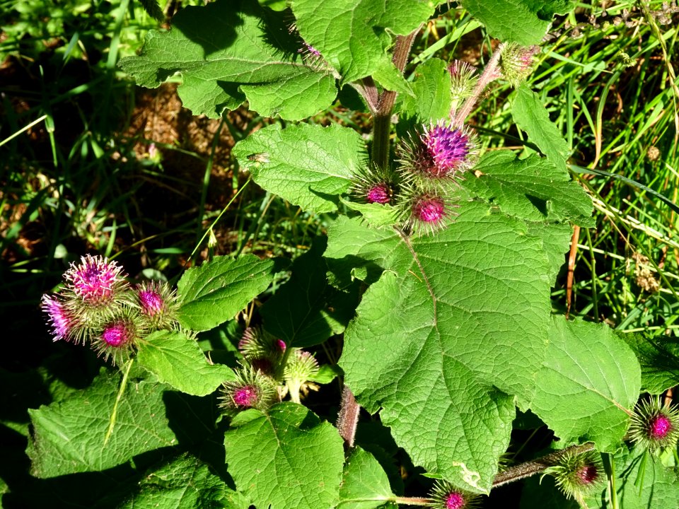 Petite bardane, Arctium minus, Astéracées 