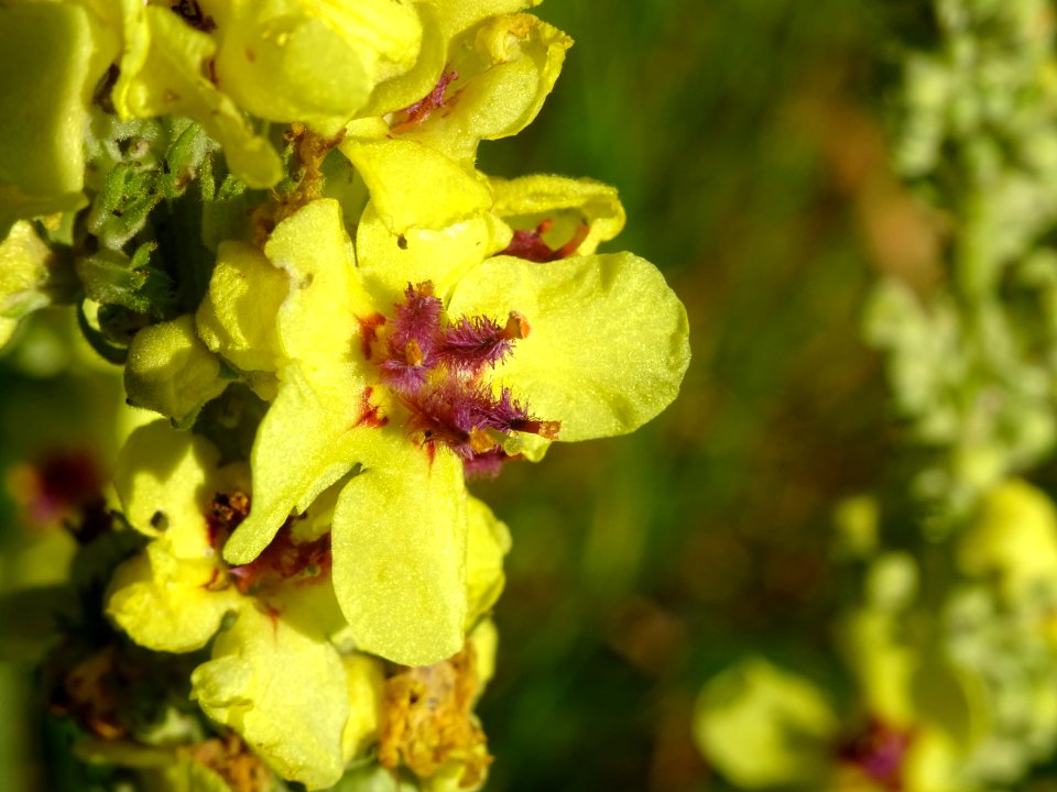 Molène bouillon noir, Verbascum nigrum, Scrophulariacées 