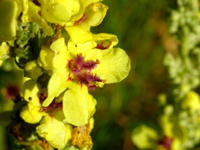 Molène bouillon noir, Verbascum nigrum, Scrophulariacées 