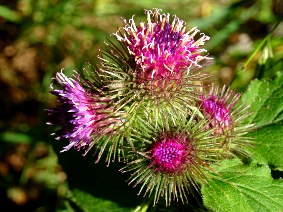Petite bardane, Arctium minus, Astéracées 