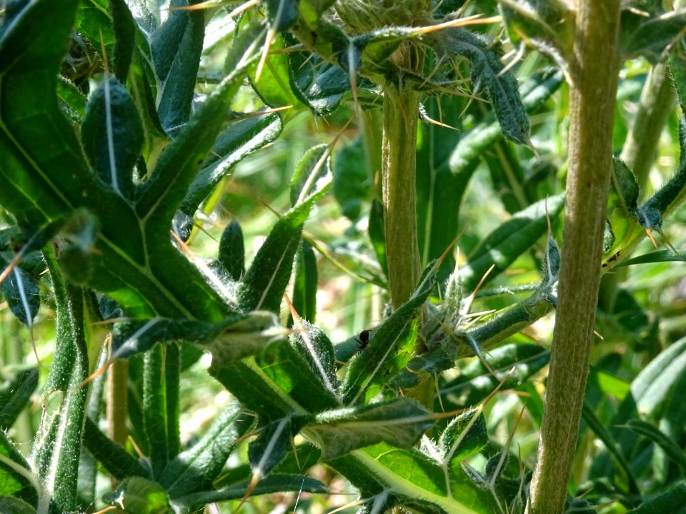 Cirse laineux, Cirsium eriophorum, Astéracées 