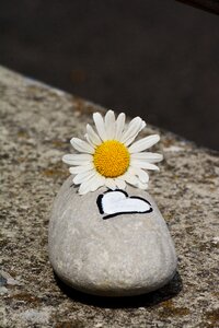 Symbol blossom bloom