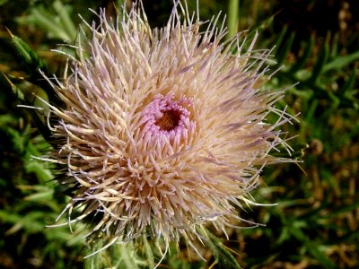Cirse laineux, Cirsium eriophorum, Astéracées 