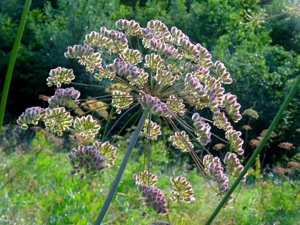 Laser à feuilles larges, Laserpitium latifolium, Apiacées 