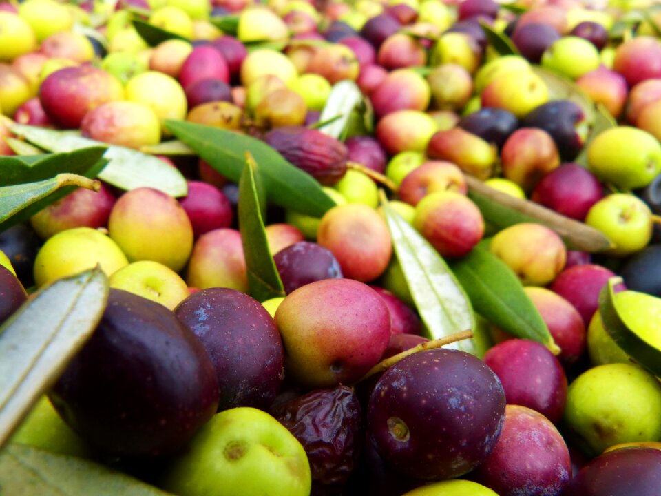 Olivas arbequina harvest
