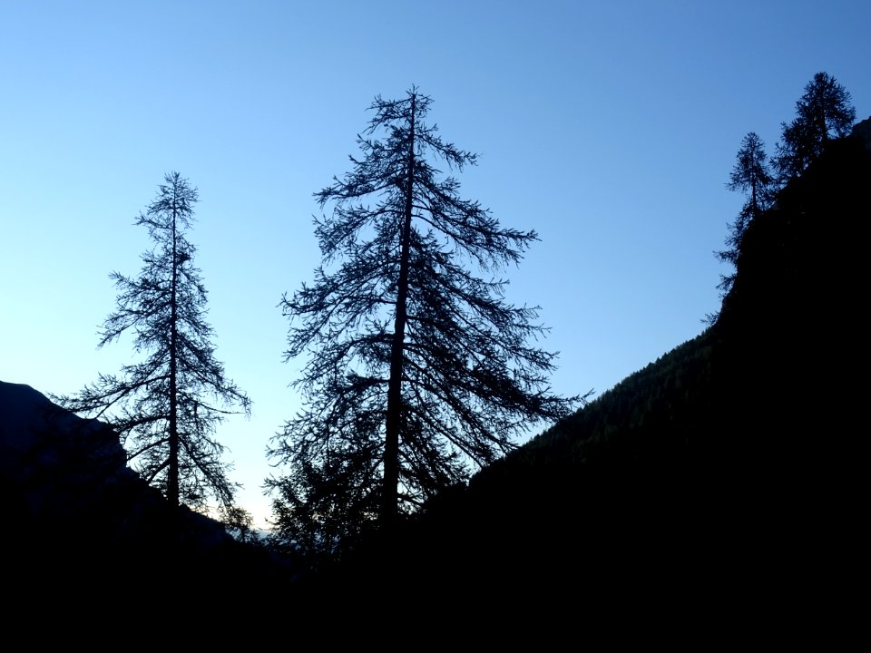 Silhouettes de mélèzes 