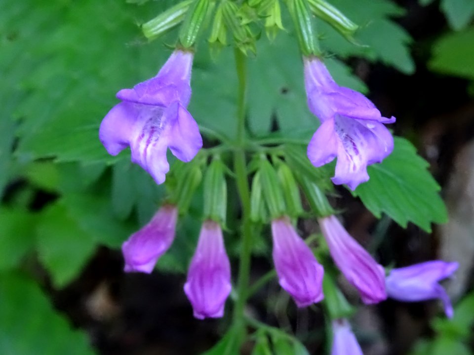 Calament à grandes fleurs, Clinopodium grandiflorum, Lamia… 
