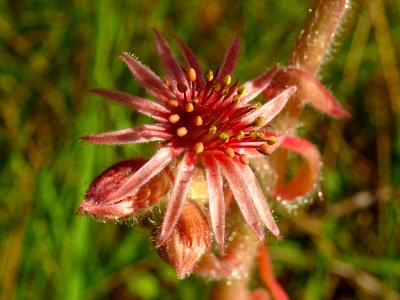 Joubarbe des montagnes, Sempervivum montanum, Crassulacées… 