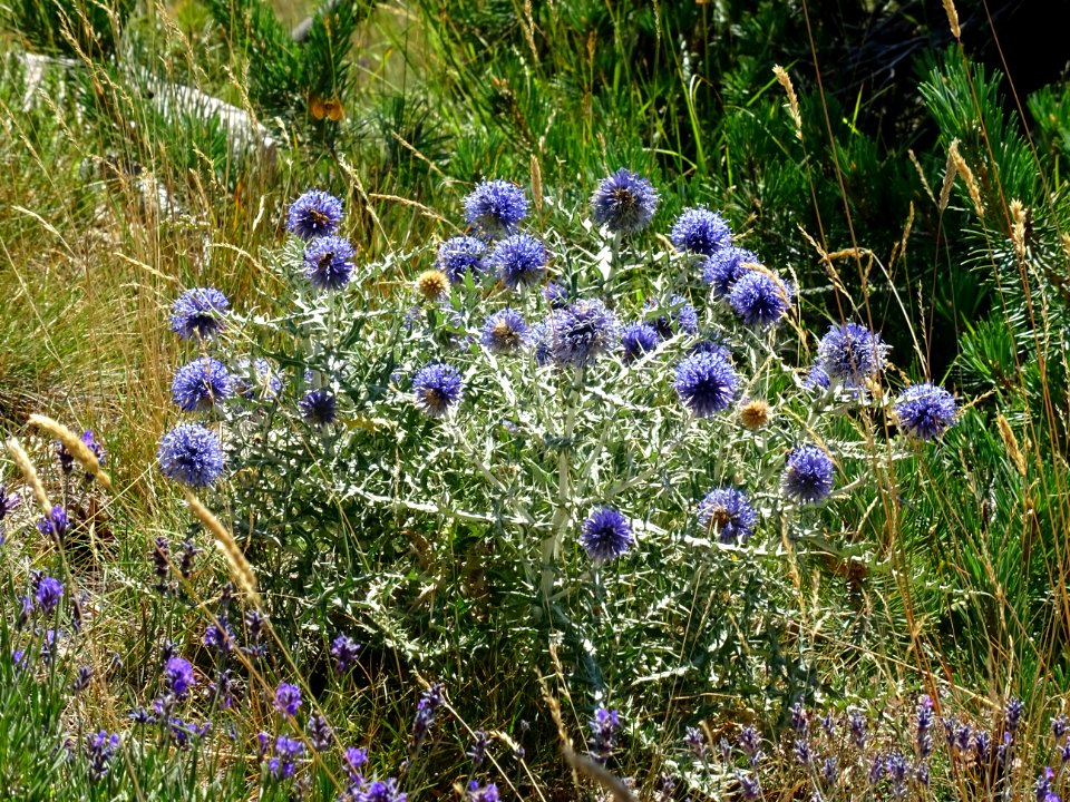 Azurite, Echinops ritro, Astéracées 