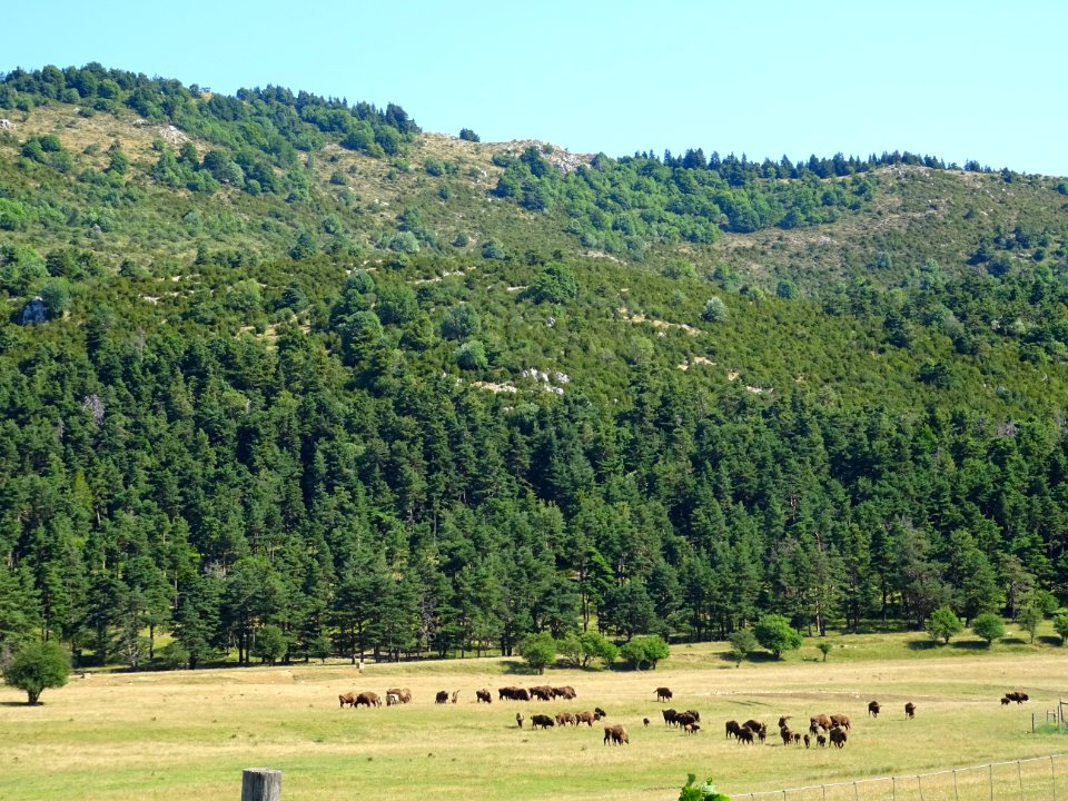 Des chevaux de Przewalski et des bisons d'Europe, Réserve … 