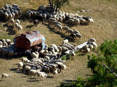 Des moutons, au lieu-dit Alpes d'Azur ULM, près du Col de … 