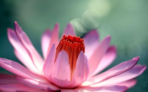 Lotus flowers hd flowers