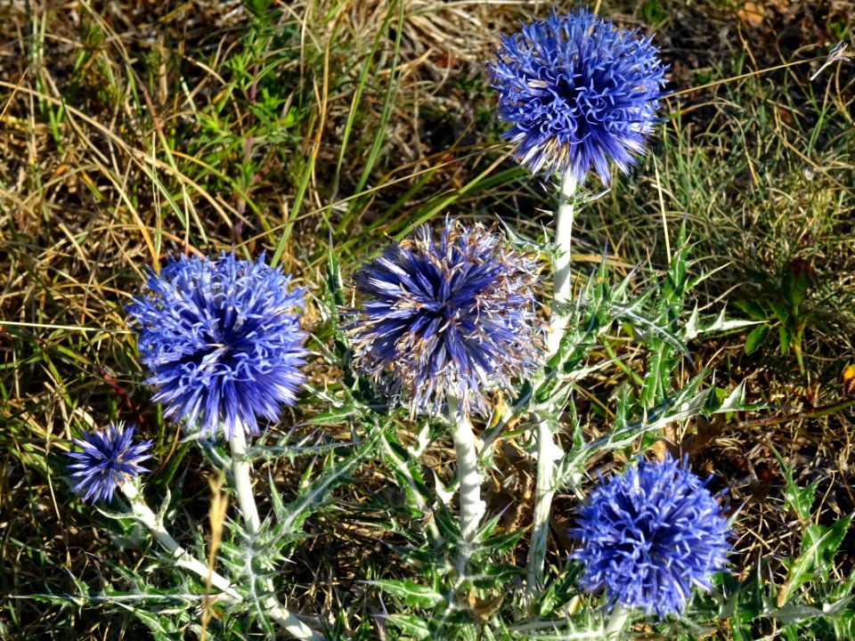 Azurite, Echinops ritro, Astéracées 