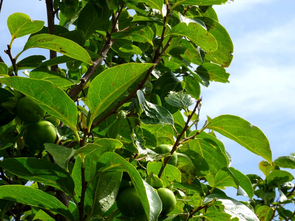 Kaki ou Plaqueminier, Diospyros kaki, Ebénacées 