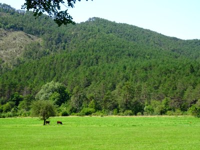 Vaches au pré, Le Pali, commune de Cuebris, Alpes-Maritime… 
