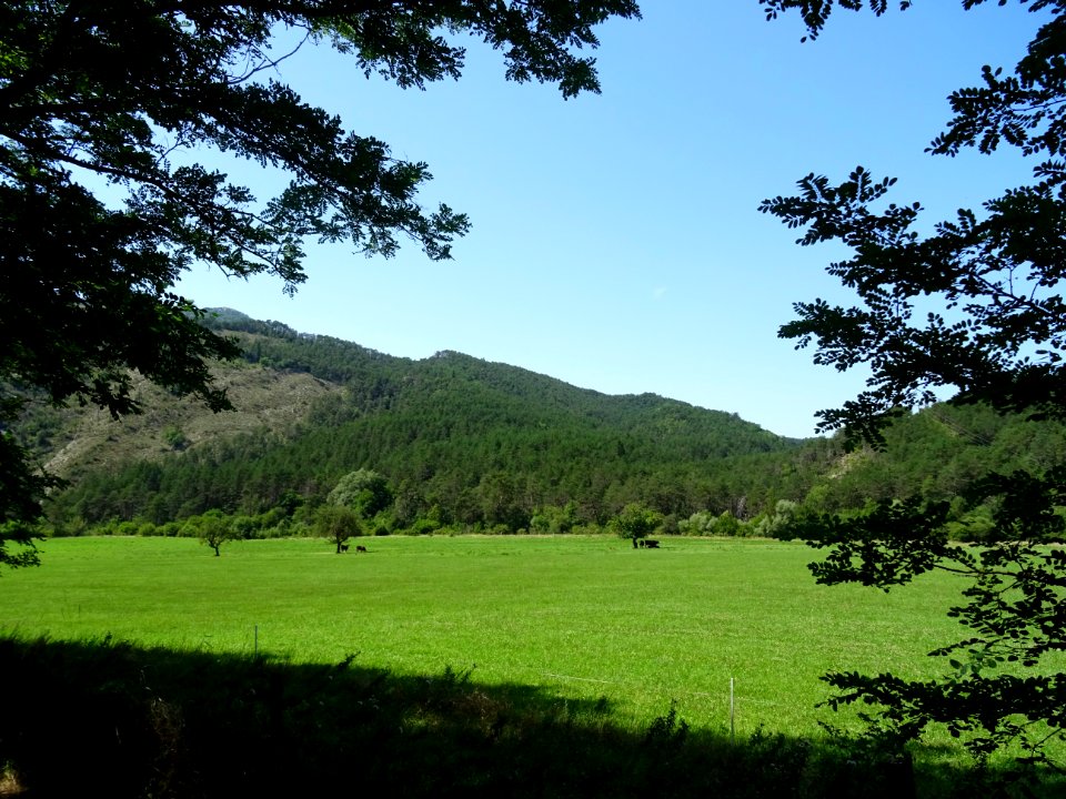 Vaches au pré, Le Pali, commune de Cuebris, Alpes-Maritime… 