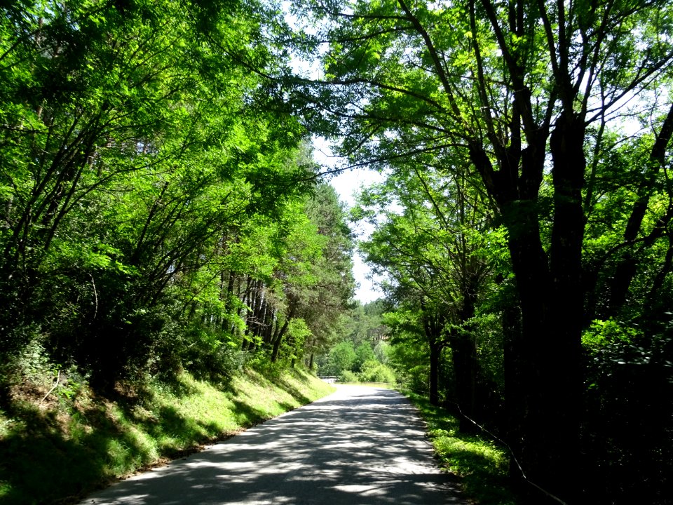 A travers la forêt domaniale du Pali, commune de Cuebris, … 