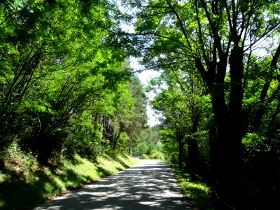 A travers la forêt domaniale du Pali, commune de Cuebris, … 