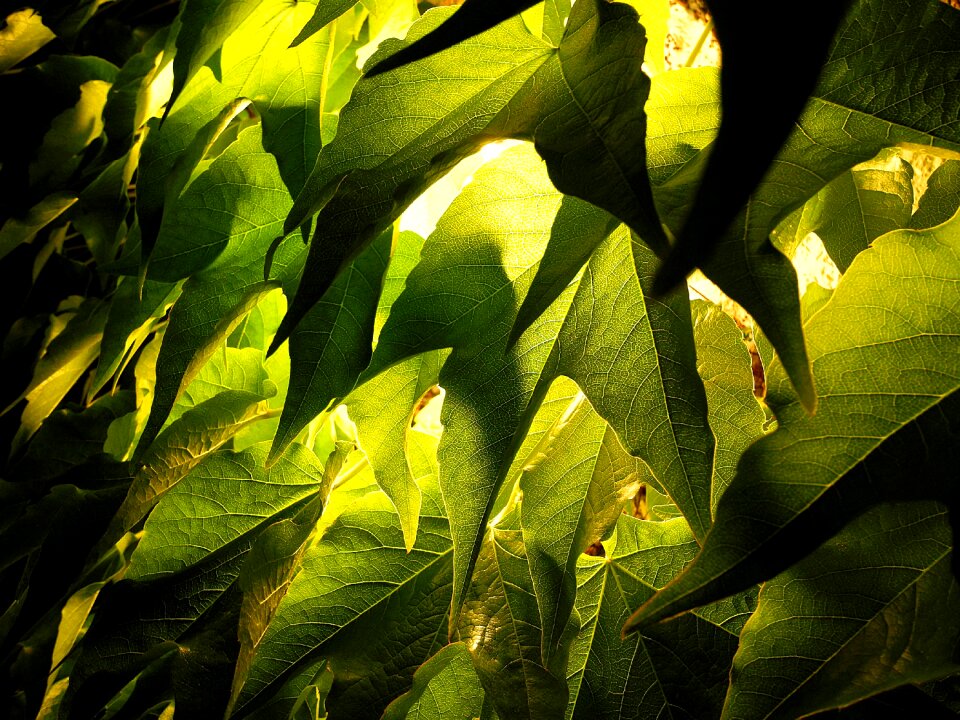Green grain night image
