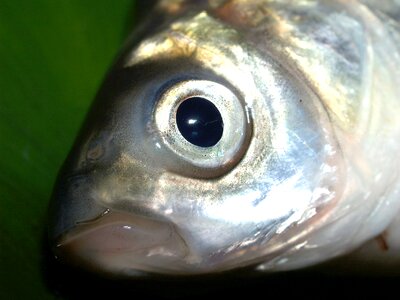 River pike masking