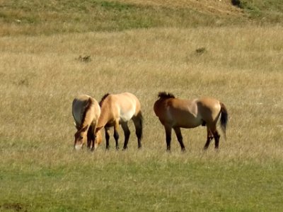 Des chevaux de Przewalski, Réserve animalière des Monts d'… 