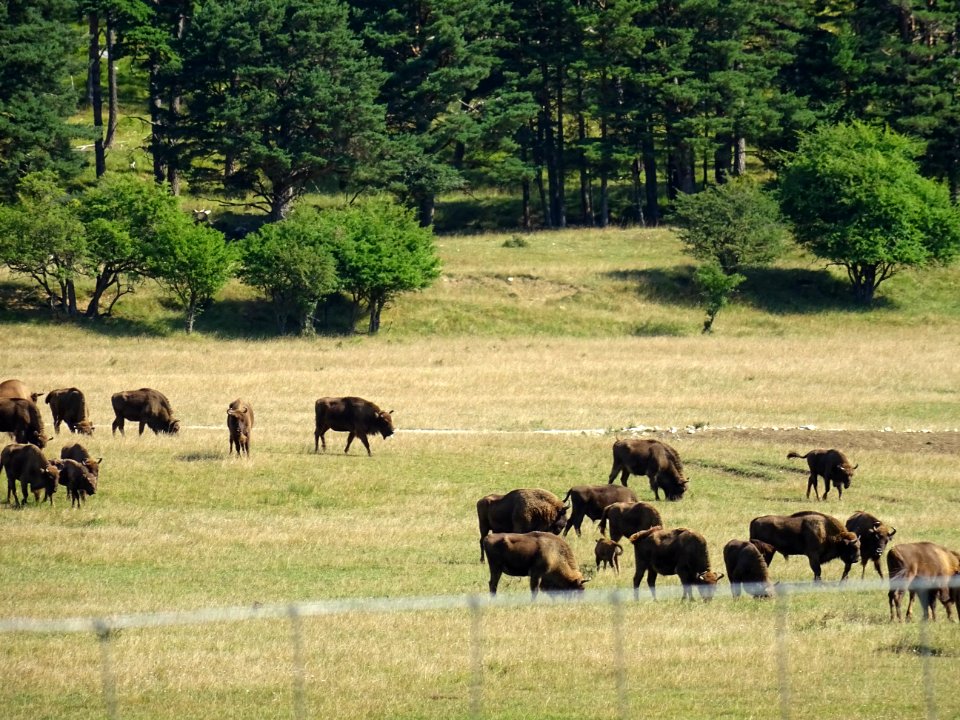 Des bisons d'Europe, Réserve animalière des Monts d'Azur, … 