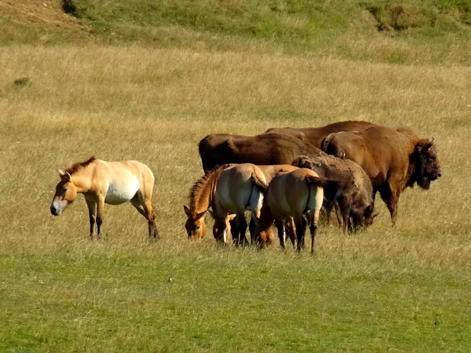 Des chevaux de Przewalski et des bisons d'Europe, Réserve … 