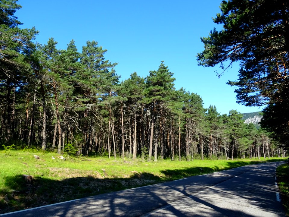 Traversée d'une pinède, dans la fin de la descente du col … 