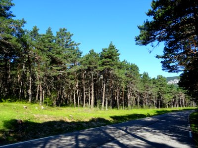 Traversée d'une pinède, dans la fin de la descente du col … 