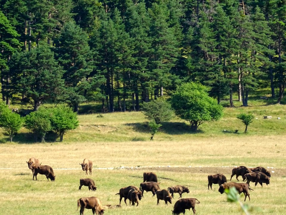 Des bisons d'Europe, Réserve animalière des Monts d'Azur, … 