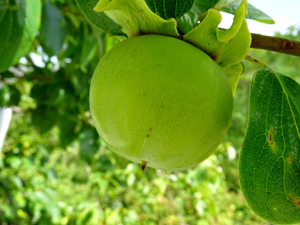 Kaki ou Plaqueminier, Diospyros kaki, Ebénacées 